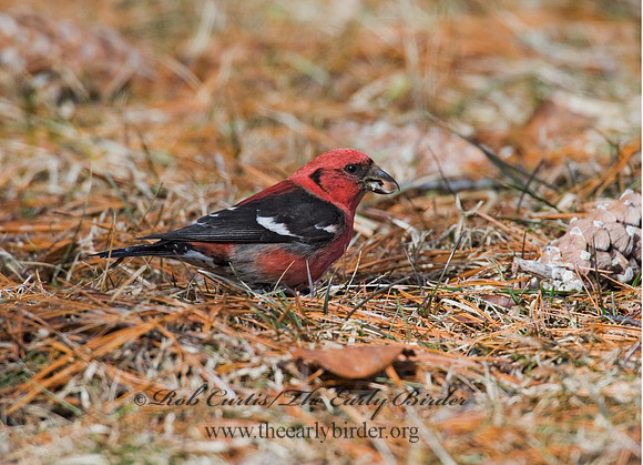 Loxia leucoptera  WHITE-WINGED CROSSBILL 8010556