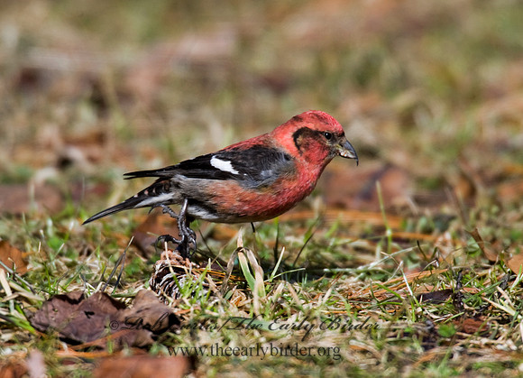 Loxia leucoptera  WHITE-WINGED CROSSBILL 8010562