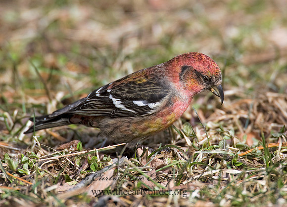 Loxia leucoptera  WHITE-WINGED CROSSBILL 8010593
