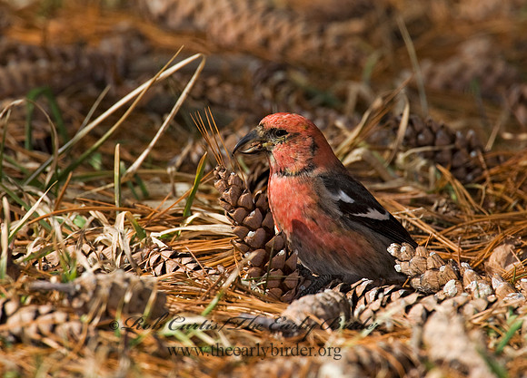 Loxia leucoptera  WHITE-WINGED CROSSBILL 8010605