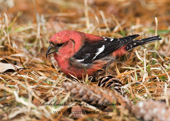 Loxia leucoptera  WHITE-WINGED CROSSBILL 8010612