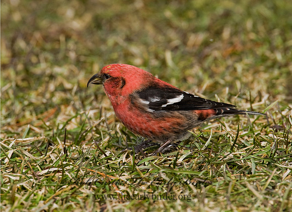 Loxia leucoptera  WHITE-WINGED CROSSBILL 8010632