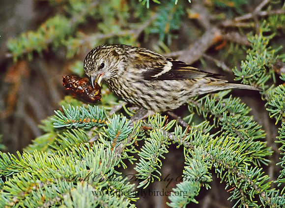 Loxia leucoptera  WHITE-WINGED CROSSBILL 233728