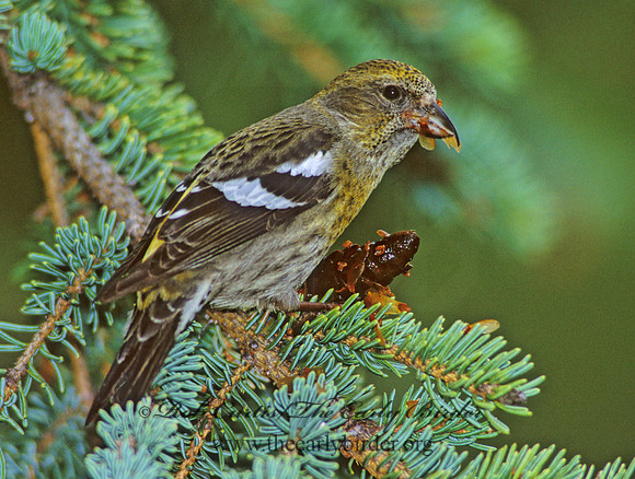 Loxia leucoptera  WHITE-WINGED CROSSBILL 233826