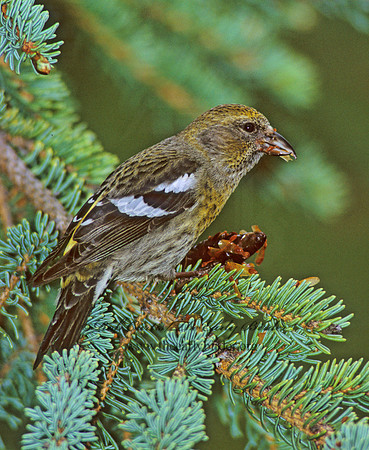 Loxia leucoptera  WHITE-WINGED CROSSBILL 233827