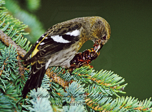 Loxia leucoptera  WHITE-WINGED CROSSBILL 233821