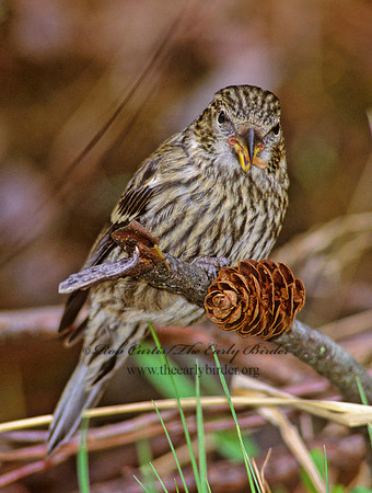 Loxia leucoptera  WHITE-WINGED CROSSBILL 233931
