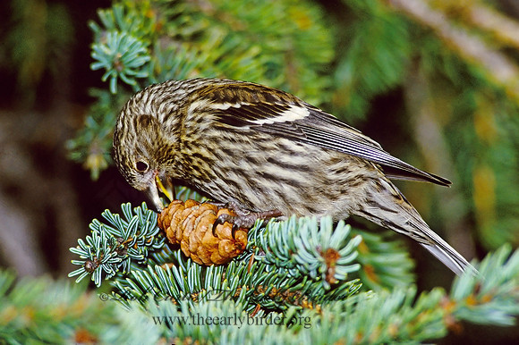Loxia leucoptera  WHITE-WINGED CROSSBILL 233926