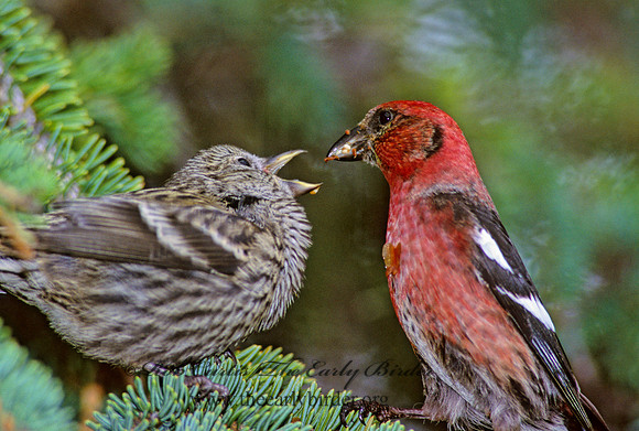 Loxia leucoptera  WHITE-WINGED CROSSBILL 233933