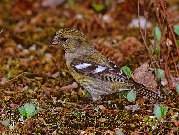 Loxia leucoptera  WHITE-WINGED CROSSBILL 234017