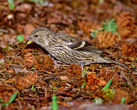 Loxia leucoptera  WHITE-WINGED CROSSBILL 240112