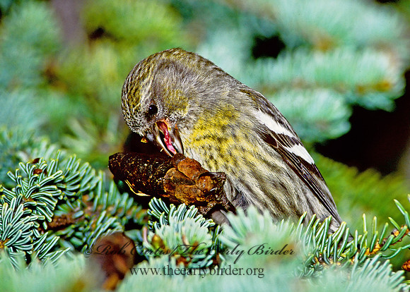 Loxia leucoptera  WHITE-WINGED CROSSBILL 240129