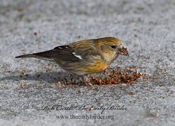 Loxia leucoptera  WHITE-WINGED CROSSBILL 7015868