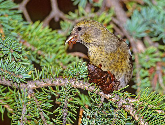 Loxia leucoptera  WHITE-WINGED CROSSBILL 240137