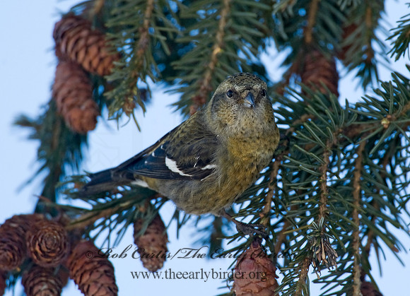 Loxia leucoptera  WHITE-WINGED CROSSBILL 8010190