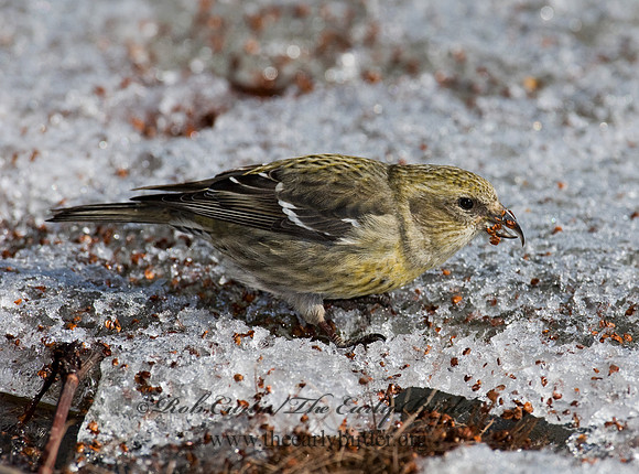 Loxia leucoptera  WHITE-WINGED CROSSBILL 7015875