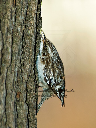 Certhia americana  BROWN CREEPER 5005016