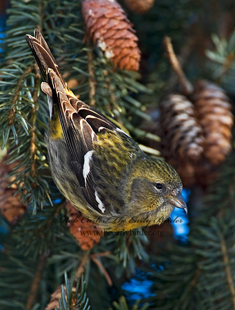 Loxia leucoptera  WHITE-WINGED CROSSBILL 8010213