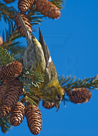 Loxia leucoptera  WHITE-WINGED CROSSBILL 8010224