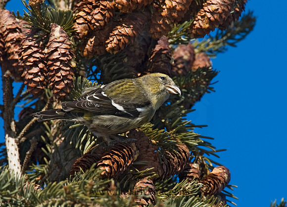 Loxia leucoptera  WHITE-WINGED CROSSBILL 8010245