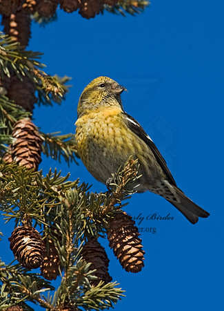 Loxia leucoptera  WHITE-WINGED CROSSBILL 8010253