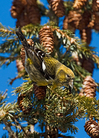 Loxia leucoptera  WHITE-WINGED CROSSBILL 8010258