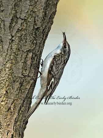 Certhia americana  BROWN CREEPER 8012878
