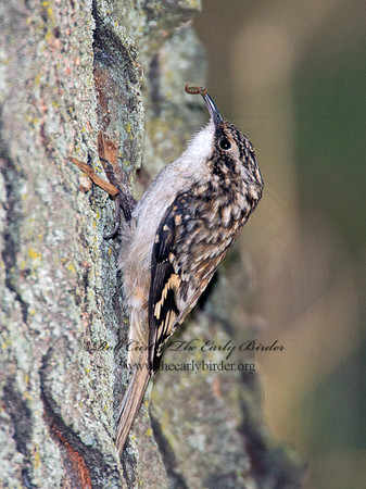 Certhia americana  BROWN CREEPER 9005669