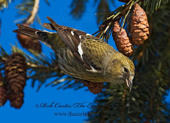 Loxia leucoptera  WHITE-WINGED CROSSBILL 8010294
