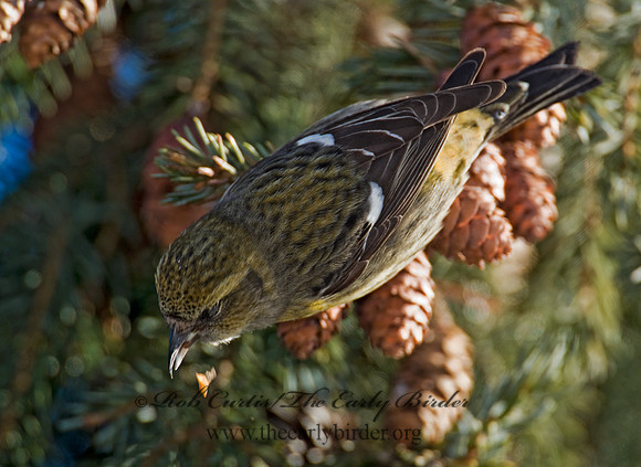 Loxia leucoptera  WHITE-WINGED CROSSBILL 8010270
