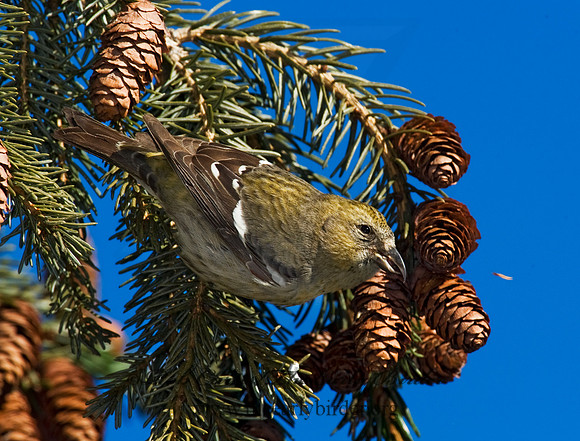 Loxia leucoptera  WHITE-WINGED CROSSBILL 8010279
