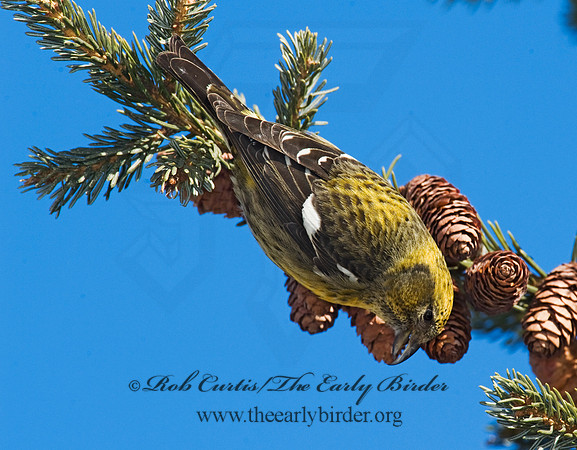 Loxia leucoptera  WHITE-WINGED CROSSBILL 8010283