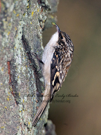 Certhia americana  BROWN CREEPER 9005671