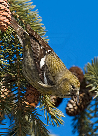 Loxia leucoptera  WHITE-WINGED CROSSBILL 8010300