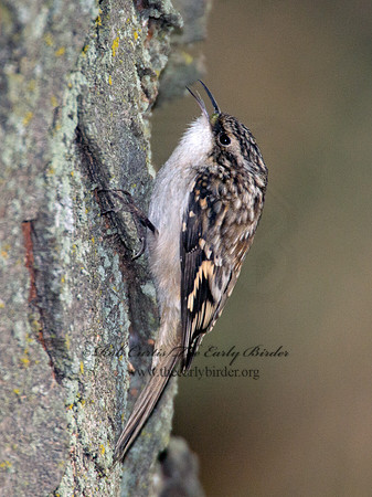 Certhia americana  BROWN CREEPER 9005672