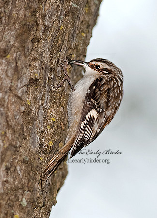 Certhia americana  BROWN CREEPER 8027028