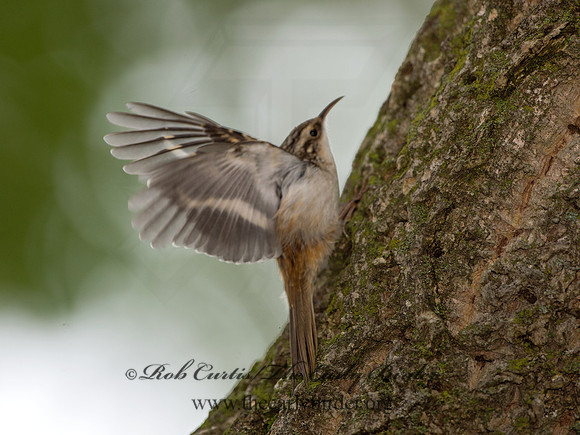 Certhia americana  BROWN CREEPER 9041910
