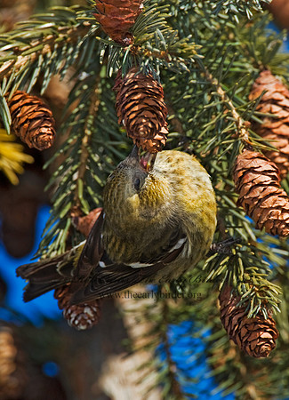 Loxia leucoptera  WHITE-WINGED CROSSBILL 8010303