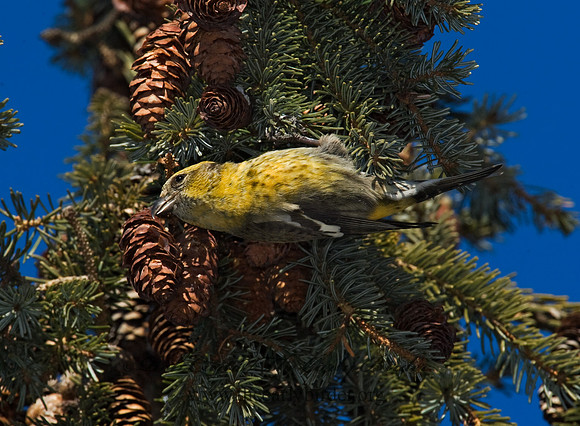 Loxia leucoptera  WHITE-WINGED CROSSBILL 8010318