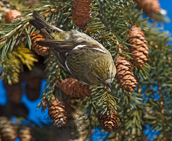 Loxia leucoptera  WHITE-WINGED CROSSBILL 8010304