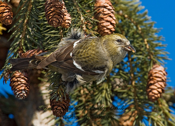 Loxia leucoptera  WHITE-WINGED CROSSBILL 8010305