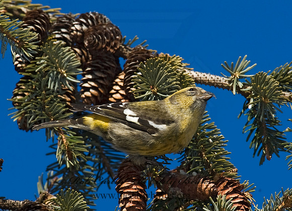Loxia leucoptera  WHITE-WINGED CROSSBILL 8010310
