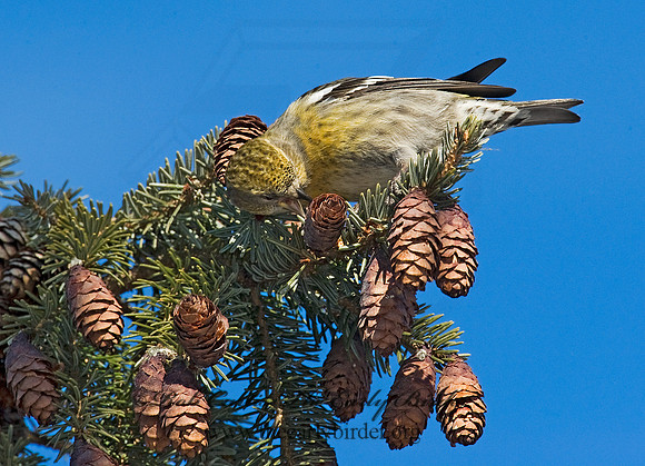 Loxia leucoptera  WHITE-WINGED CROSSBILL 8010342