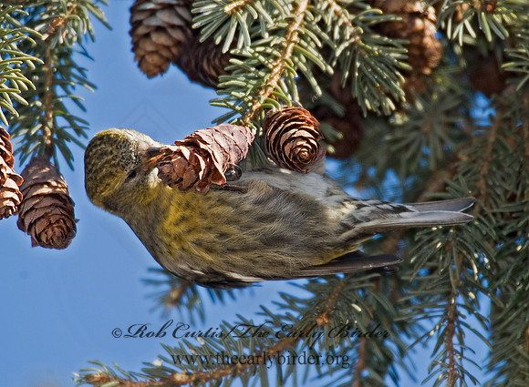 Loxia leucoptera  WHITE-WINGED CROSSBILL 8010355