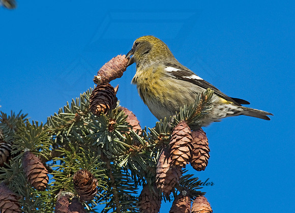 Loxia leucoptera  WHITE-WINGED CROSSBILL 8010343