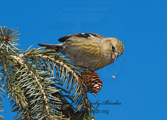 Loxia leucoptera  WHITE-WINGED CROSSBILL 8010383