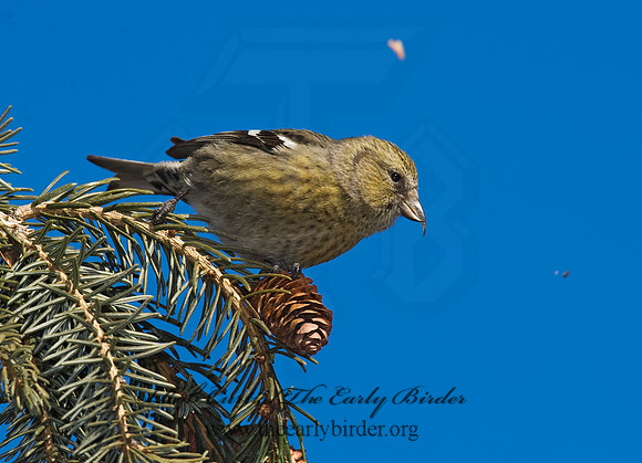 Loxia leucoptera  WHITE-WINGED CROSSBILL 8010385