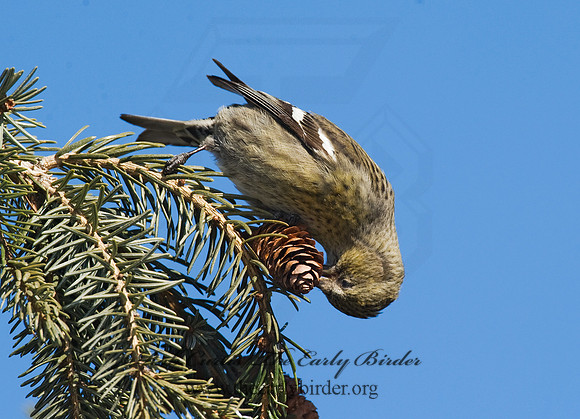 Loxia leucoptera  WHITE-WINGED CROSSBILL 8010388