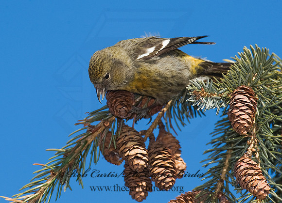 Loxia leucoptera  WHITE-WINGED CROSSBILL 8010391