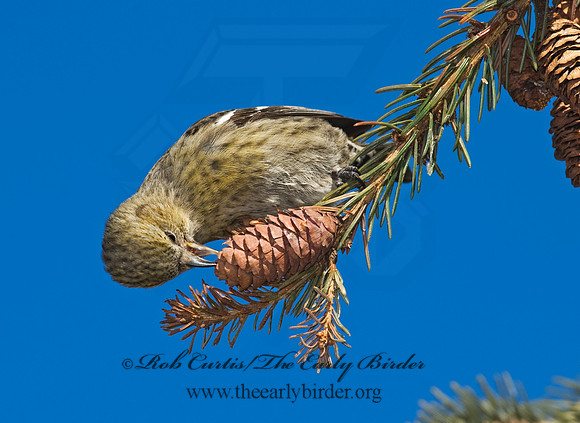 Loxia leucoptera  WHITE-WINGED CROSSBILL 8010395